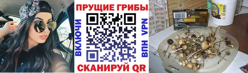 Псилоцибиновые грибы Psilocybine cubensis  дарнет шоп  Новоузенск 